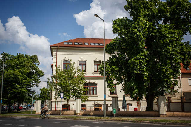 Péntek reggel. A két fa itt még áll. Lehet látni, hogy a nagyobbik szervesen hozzátartozik az utca hársfasorához. 