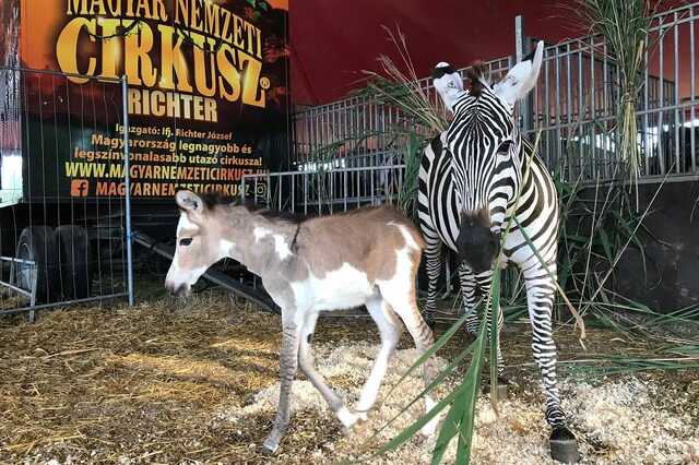 Hibrid szamár-zebra