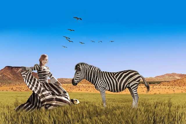 zebra