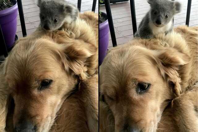 Koalabébit mentett a hős Golden Retriever