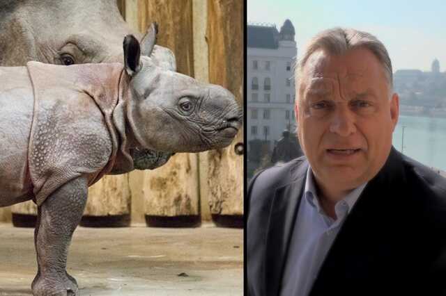 Orbán és rinocérosza