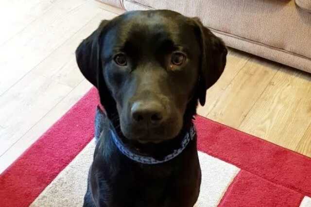 Charlie, a macizabáló labrador