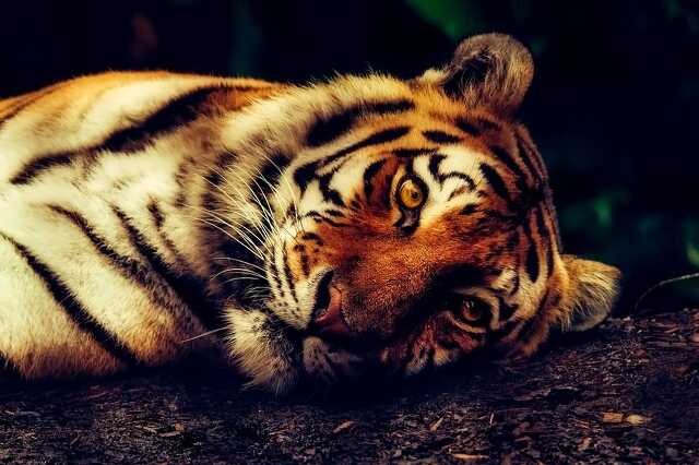 tigris