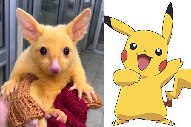 Pikachu, az oposszum