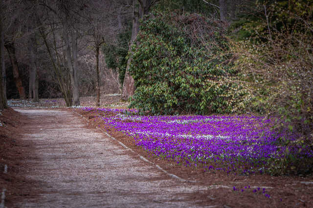 Arborétum tavasz 2019