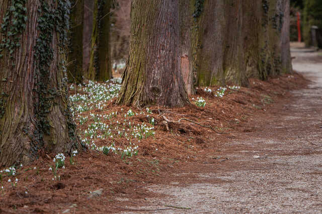 Arborétum tavasz 2019