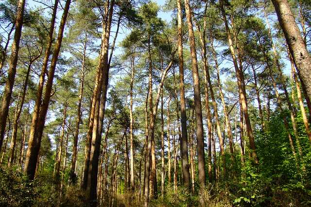 Húsvéti tavasz a Jeli Arborétumban 