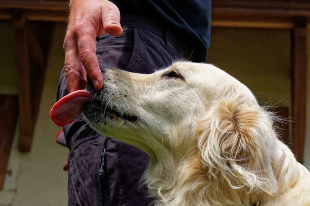 Kutya