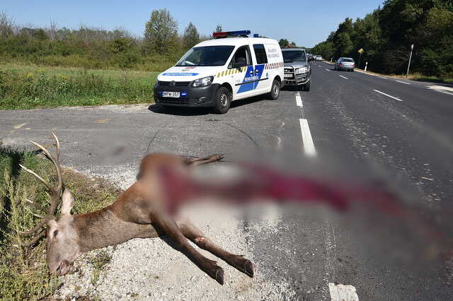 Kiütötte a szarvas a Seat sofőrjét