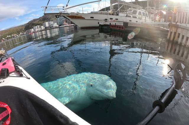 beluga