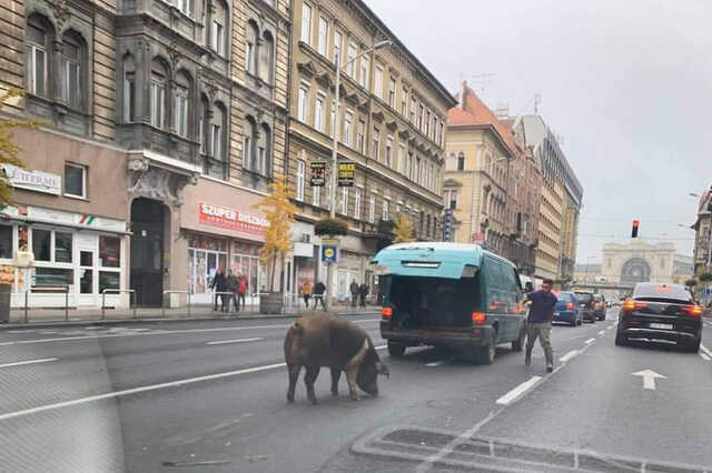 disznó a rákóczi úton