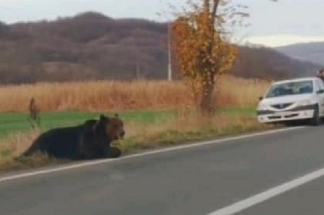 elütött medve