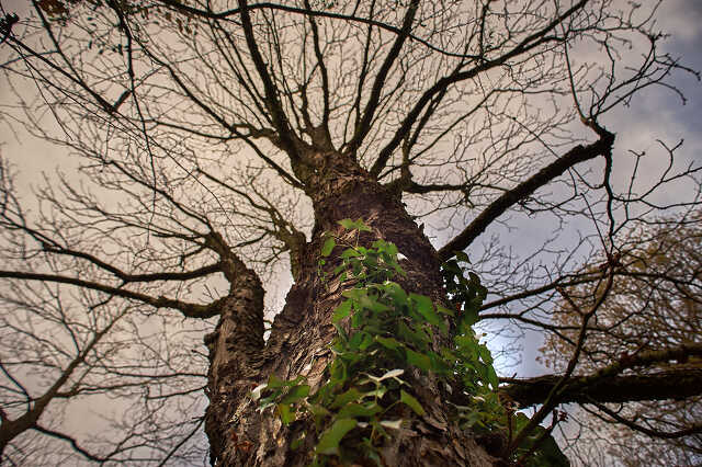 Télen az arborétumban