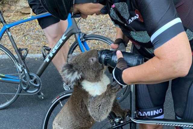 szomjas koala