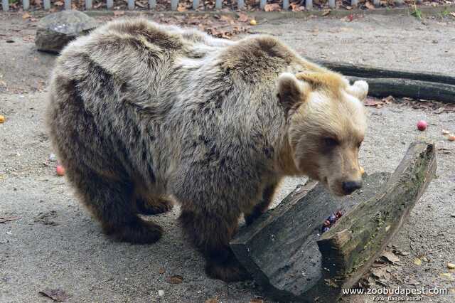 Balu, a medve