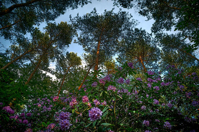 Megnyílt a jeli arborétum