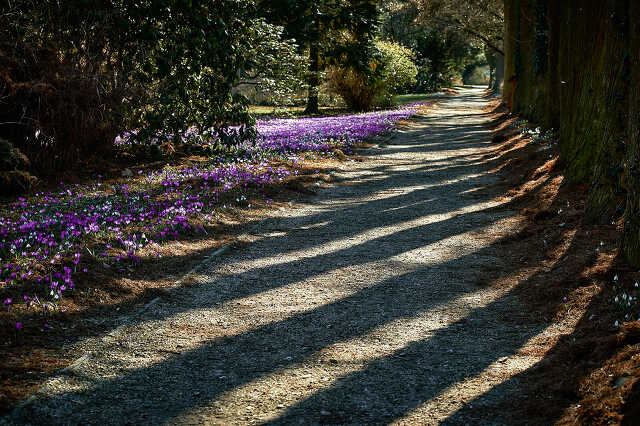 Kámoni arborétum tavasszal