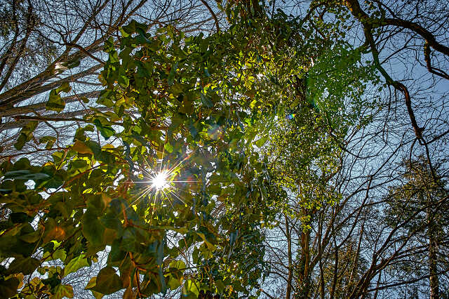 Kámoni arborétum tavasszal