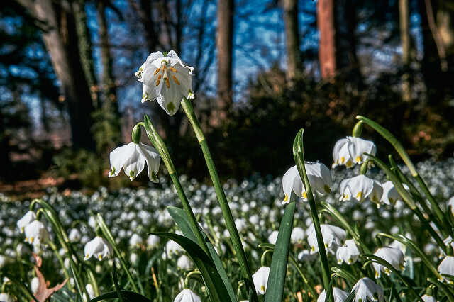 Kámoni arborétum tavasszal