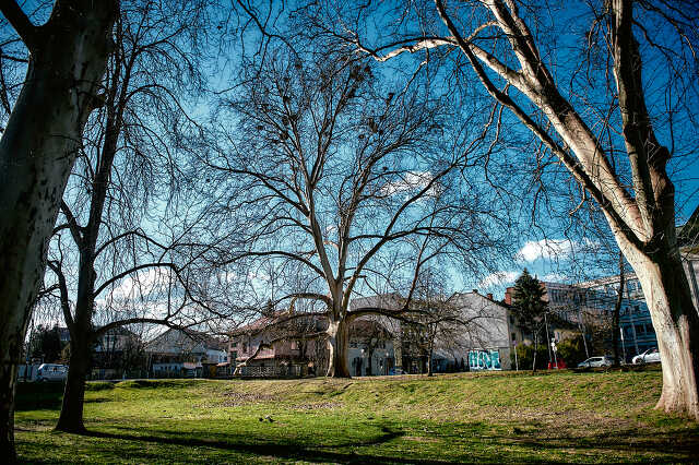Pelikán park reggel