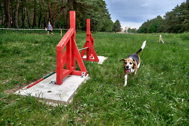 Kutya agility pálya Szombathelyen