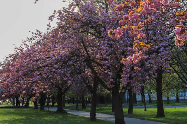 szombathely tavasz