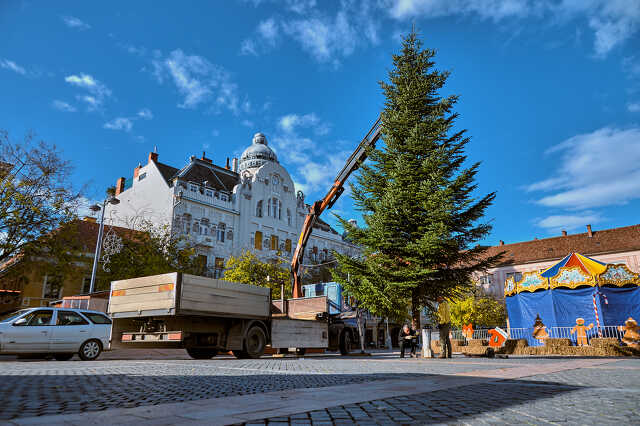 megjött a fő téri fenyőfa