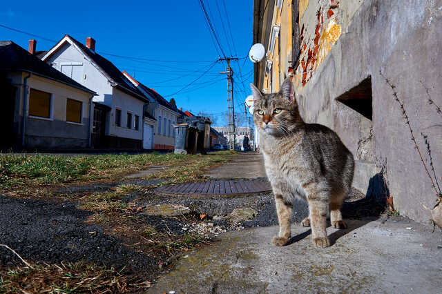 Macska a körmendi utcán