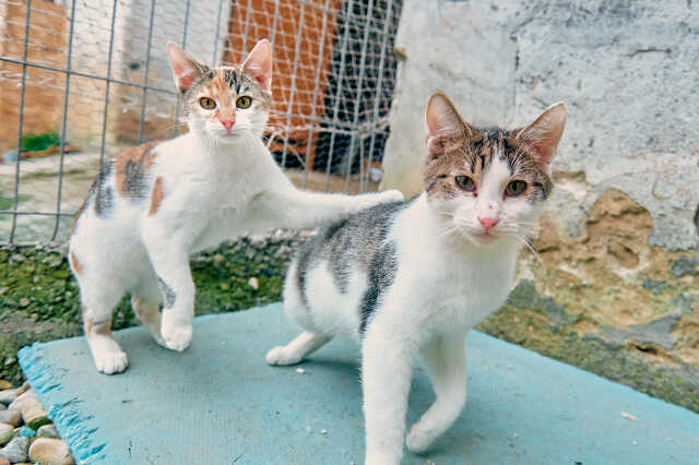 cica menedékhely Magyarlakon