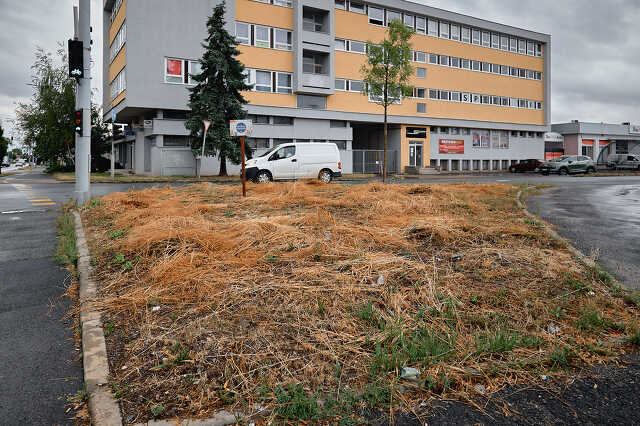 Méhlegelő és növényzet a Gyöngyös partján 