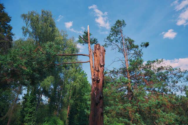 Kámoni arborétum a hőkupola után
