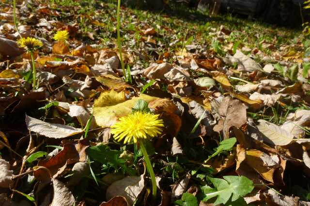 Gyermekláncfű novemberben