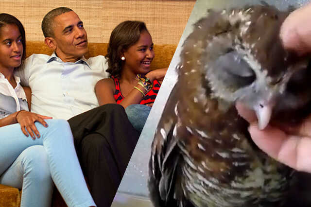 könnyű kevert obama