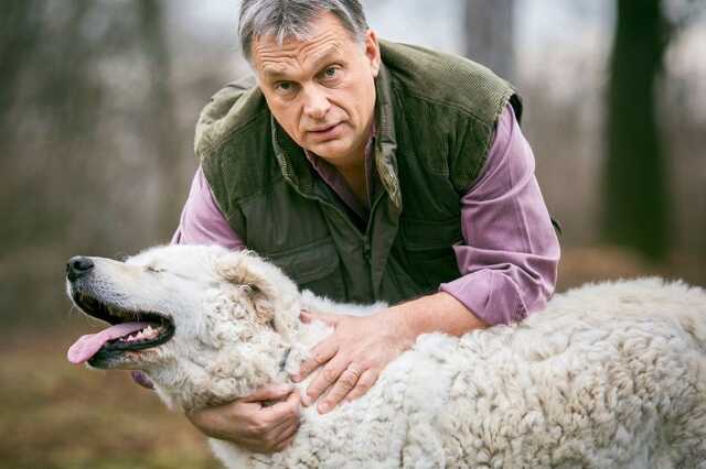 Orbán Viktor és Nárcisz, a félszemű kuvasz
