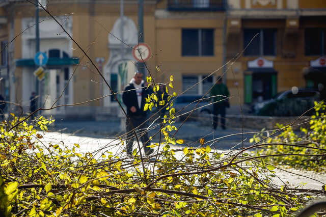 Metszik a fákat a Király utcában