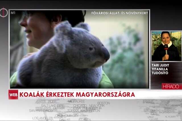 Így nézett ki az esemény az m1 híradójában