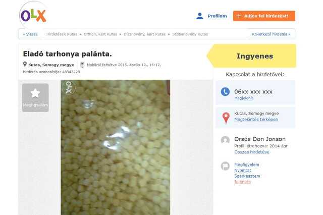 tarhonyapalánta címlap