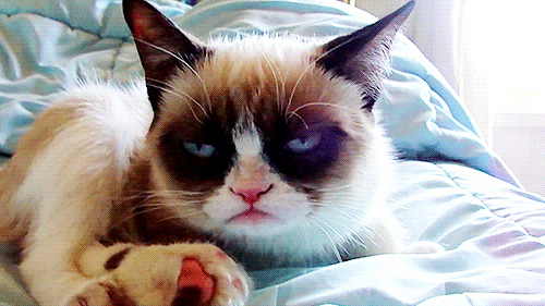 Grumpy Cat