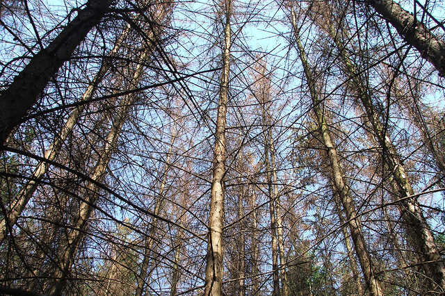 Pusztulnak a lucfenyvesek