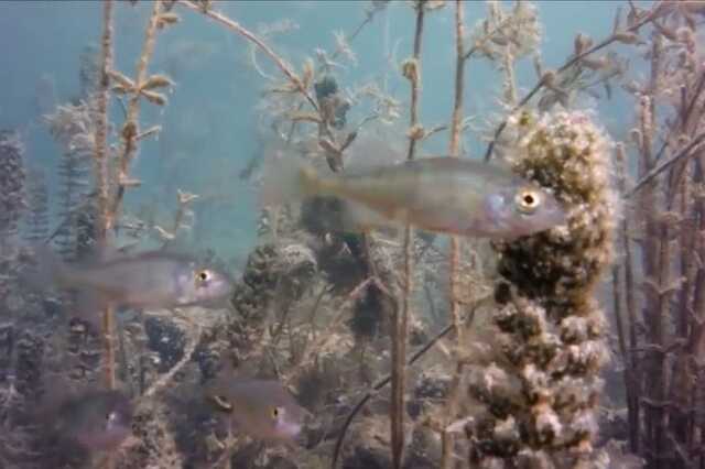 Underwater Balaton