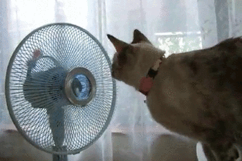 Kánikula macska GIF