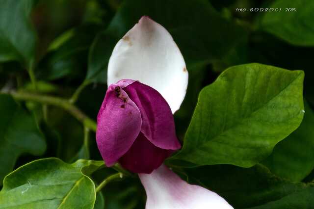 Tulipánfa