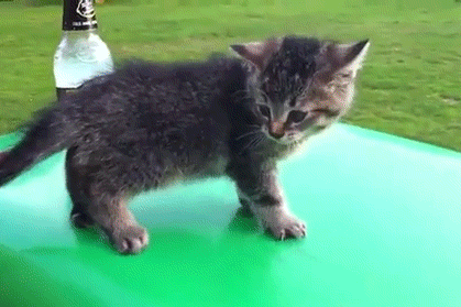 részeg macska gif