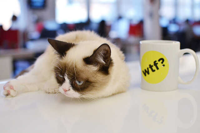 grumpy cat, a zsémbes macska