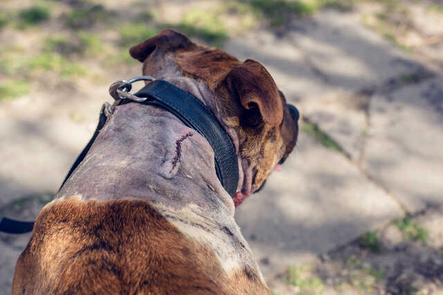Jocó, a megkéselt kutya