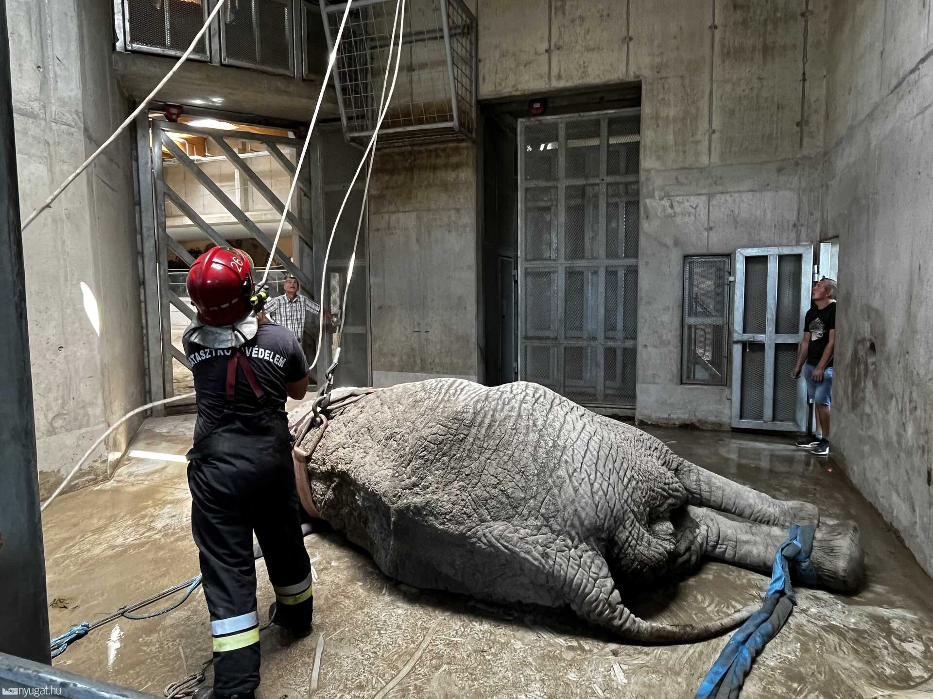 Rosszul lett a győri elefánt