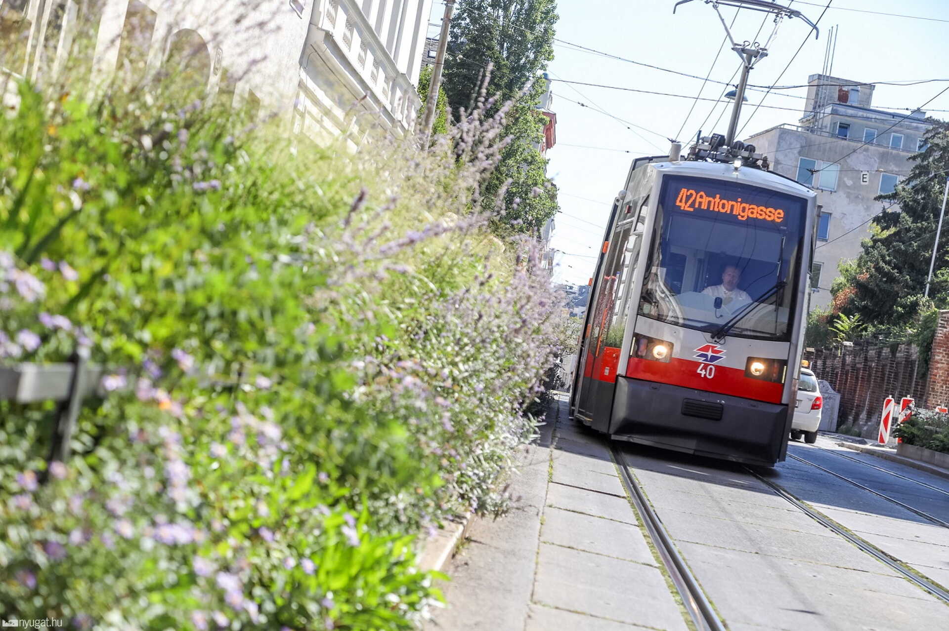 A 42-es villamos útját gyakran állták el figyelmetlenül leállított autók. 