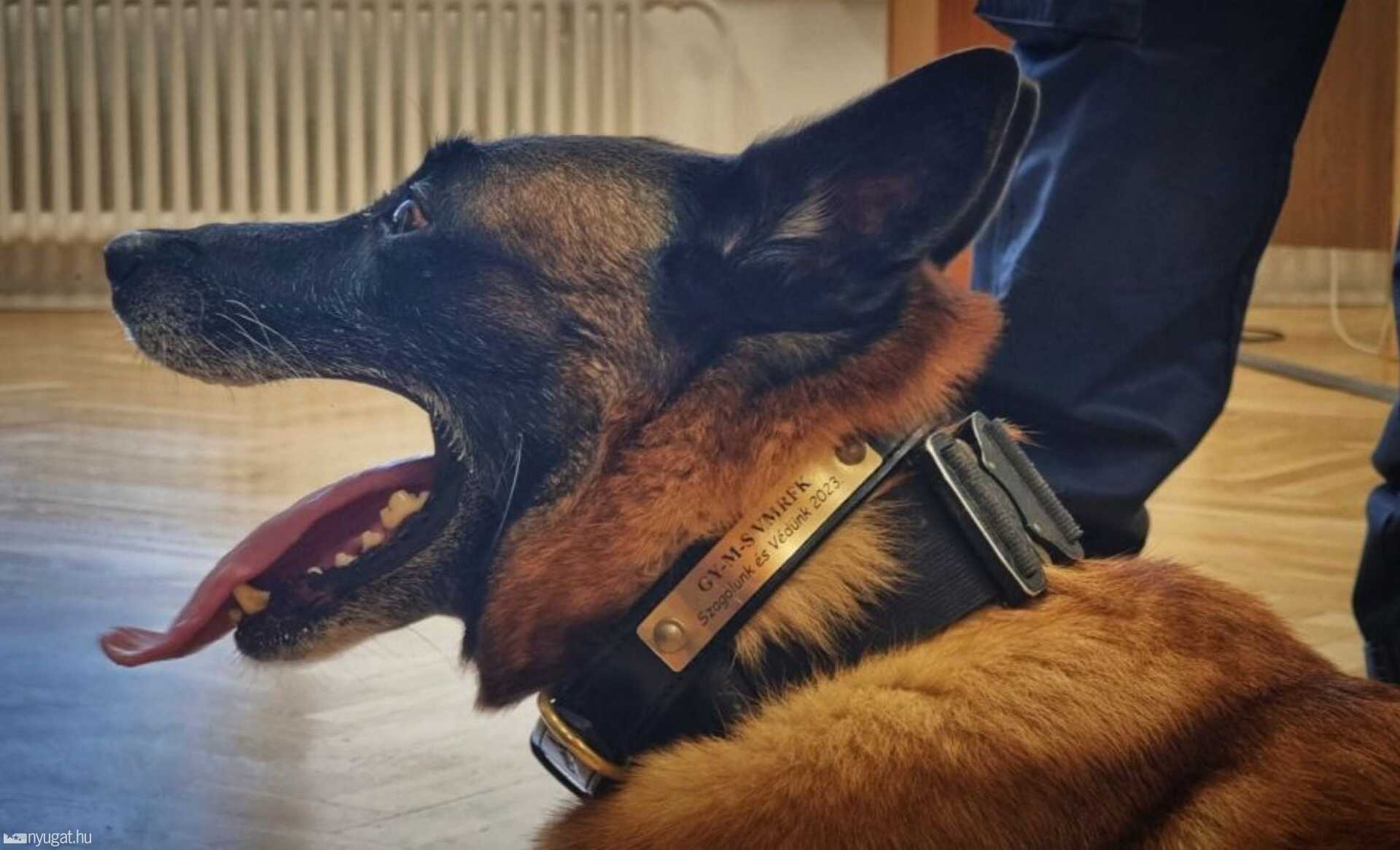 Spurit, a nyolcéves belga juhászkutyát kilenchetes korában választotta ki vezetője.