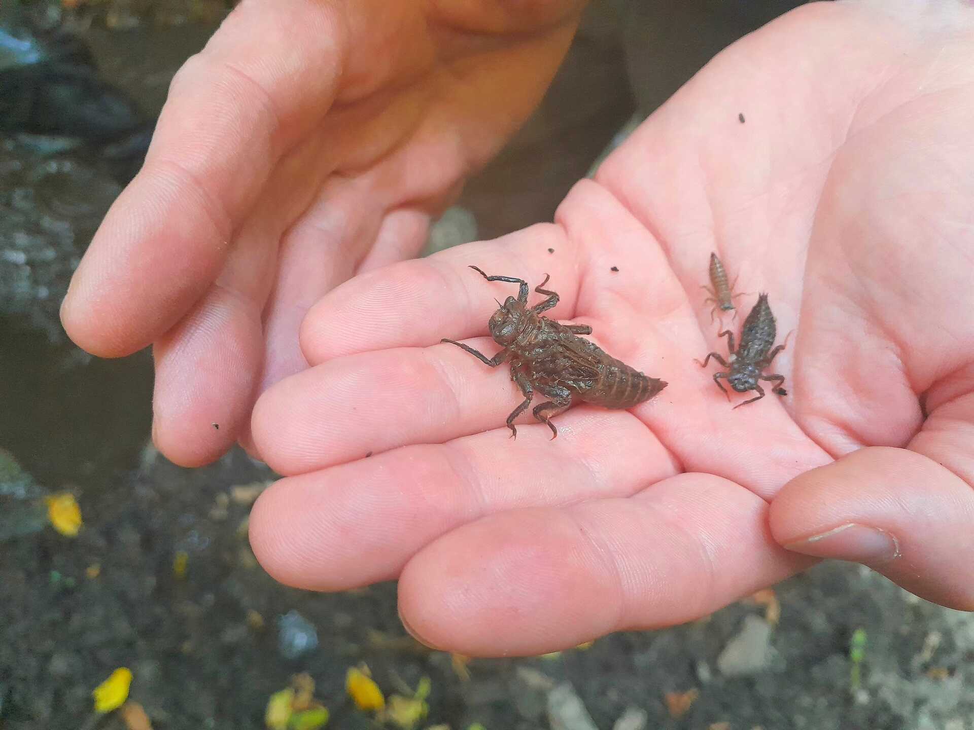 Ritka álltafajokat találtak a zoológusok a Kőszegi-hegységben csörgedező patakokban 