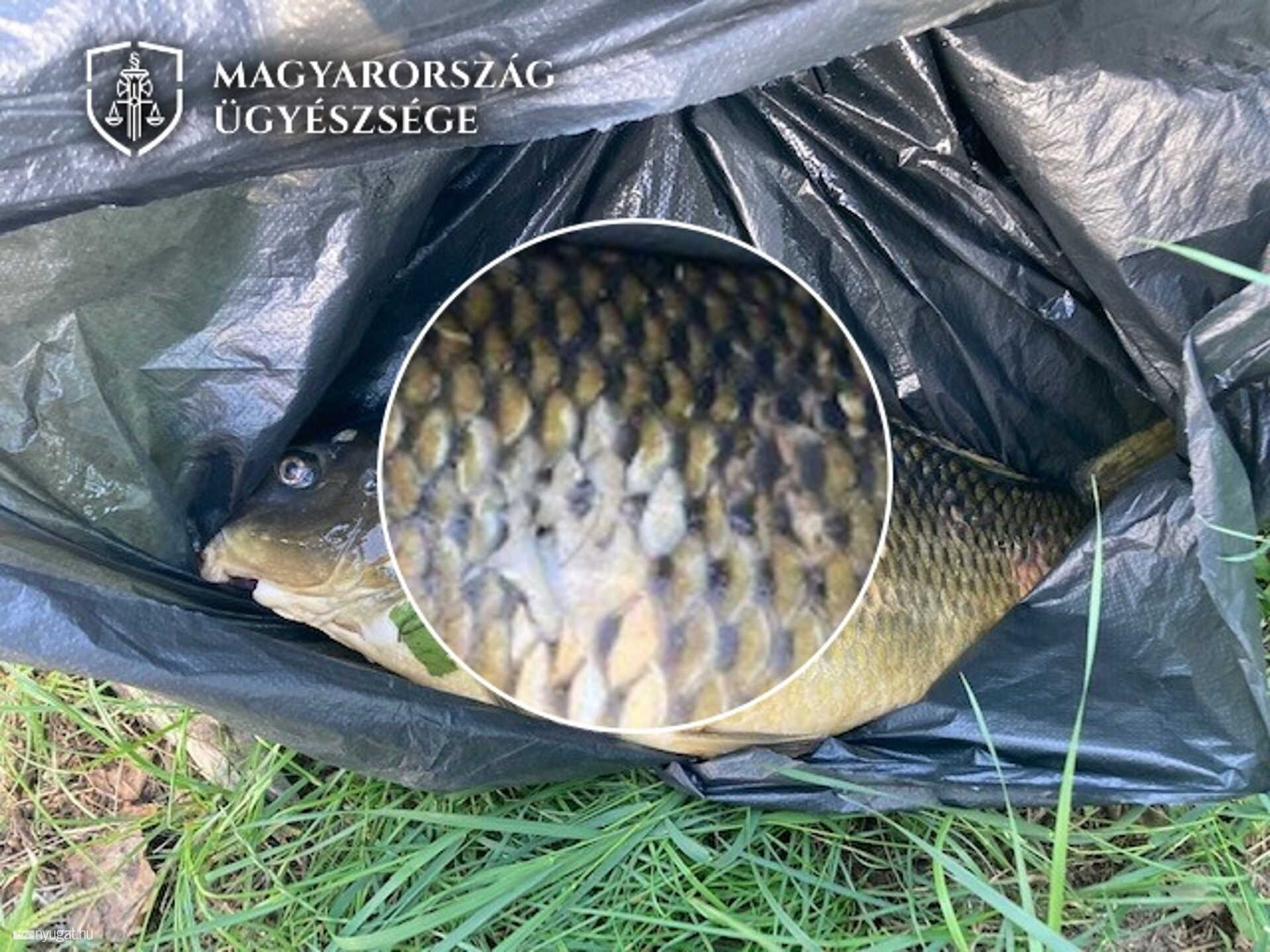 Az ügyészség felvételén a nagyon drága ponty.
